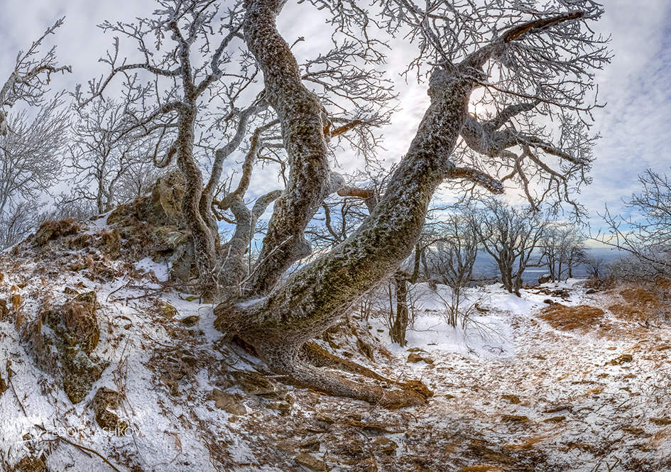 Дубы - колдуны Бештау