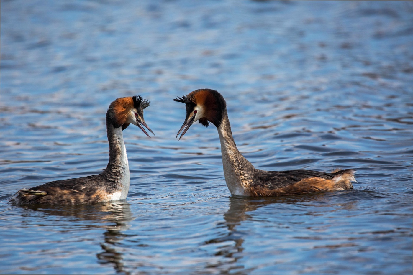 пара больших поганок
