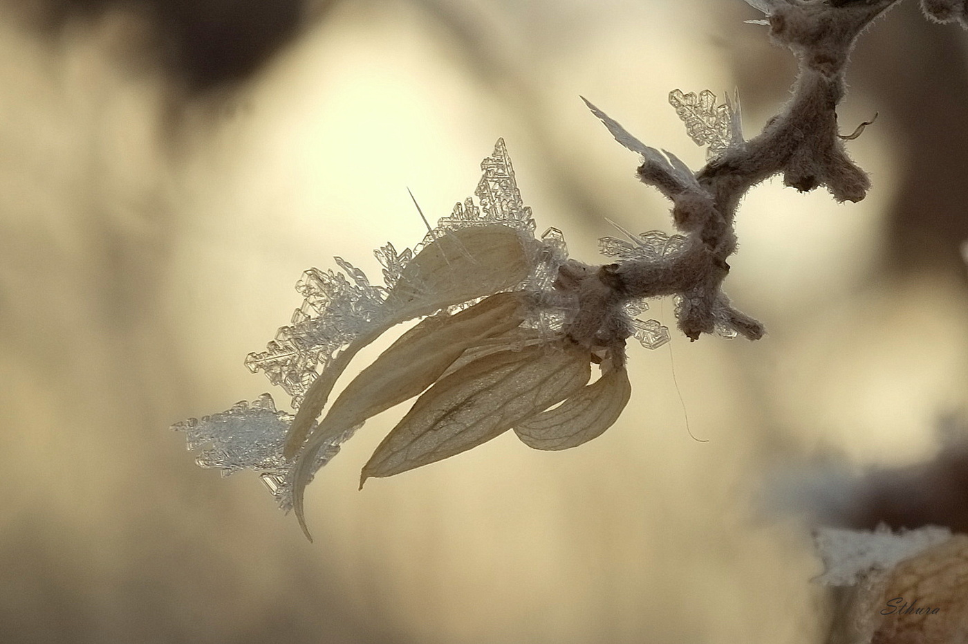 Зимний хмель.