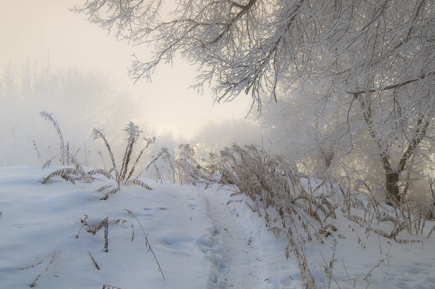 Зимними тропами
