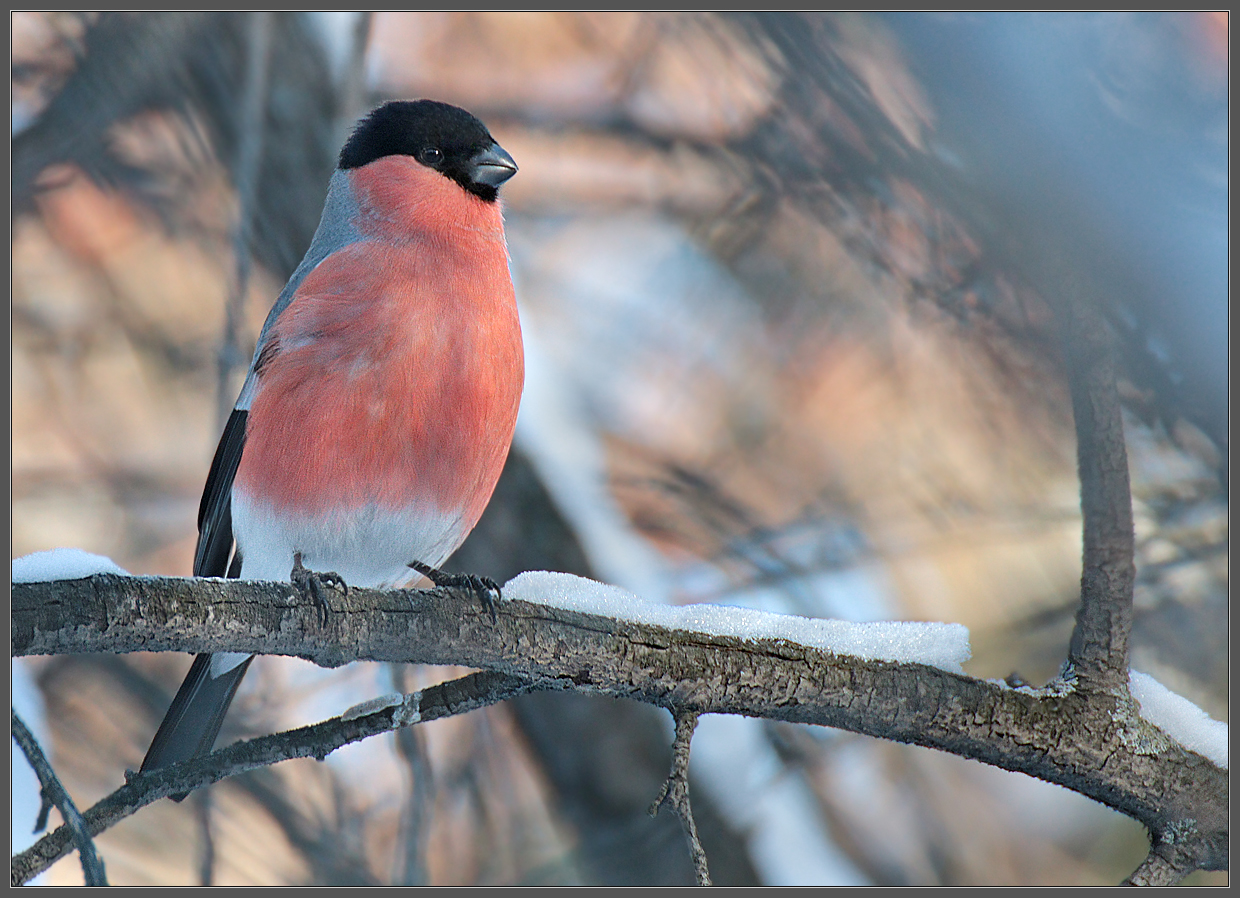 Зимним утром