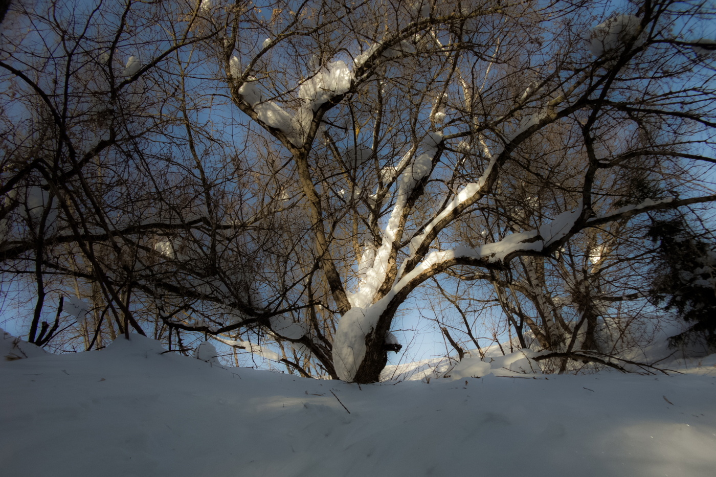 Старенькое дерево