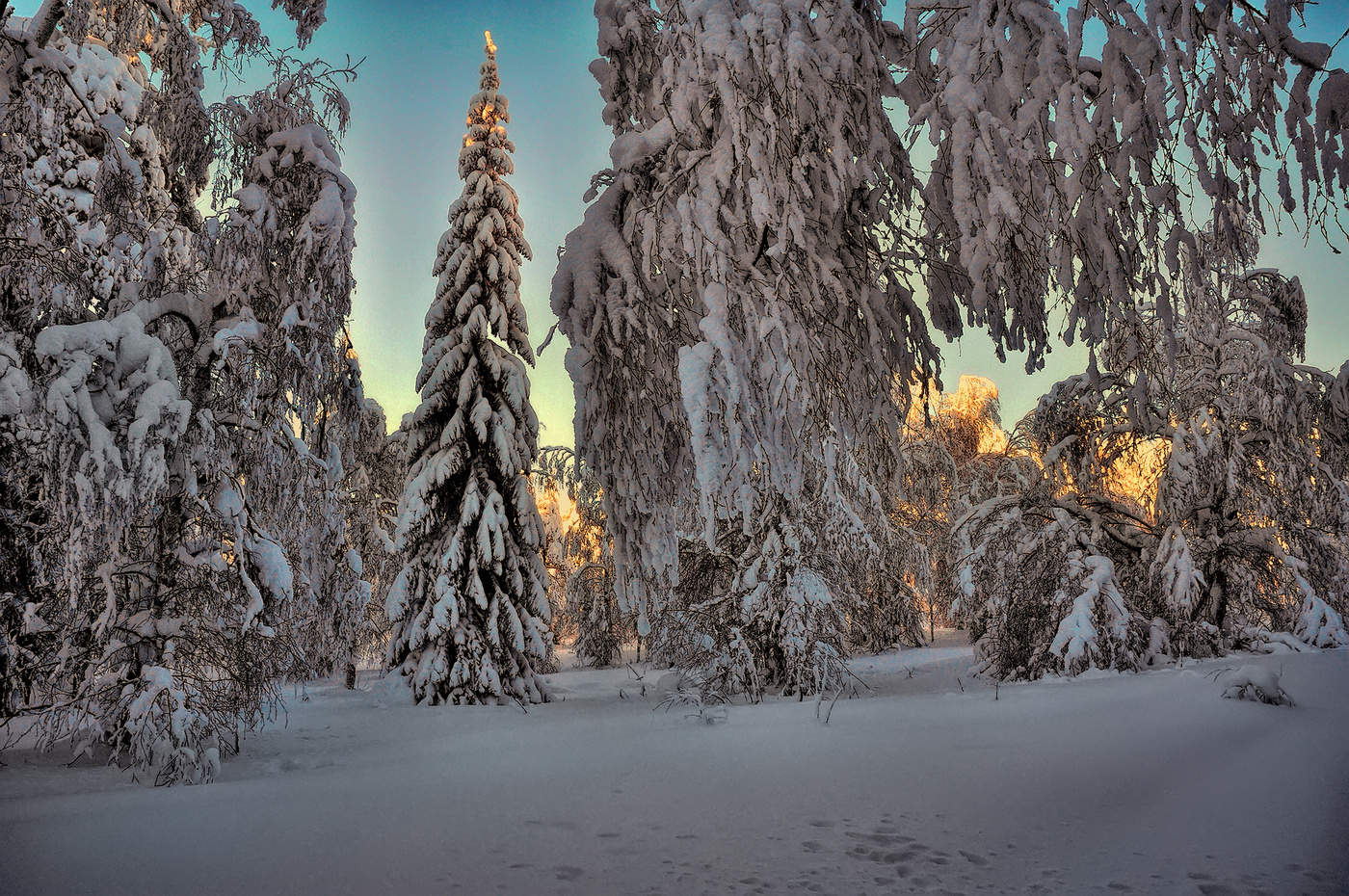 Лесная красавица