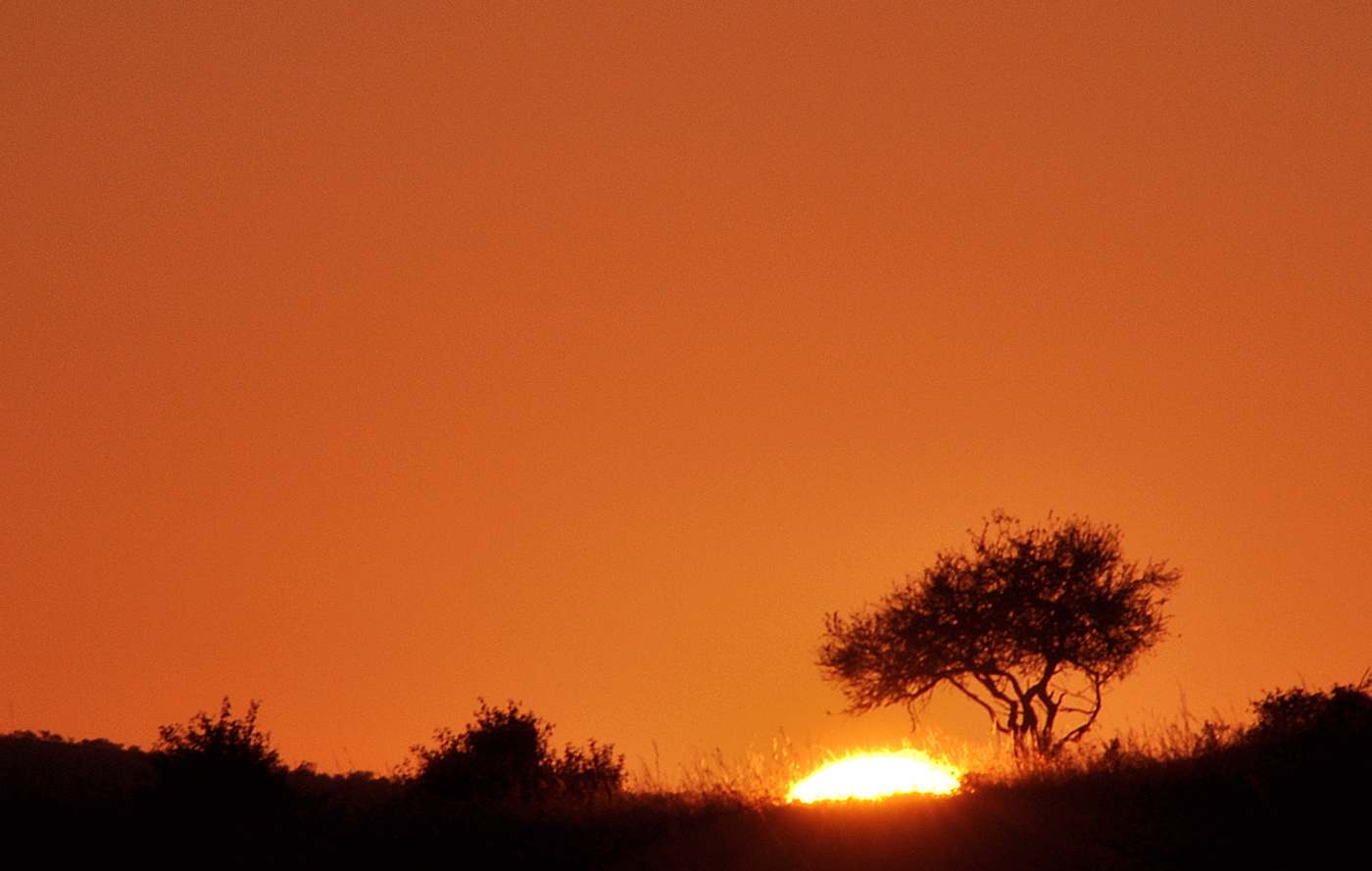 Утро в саванне