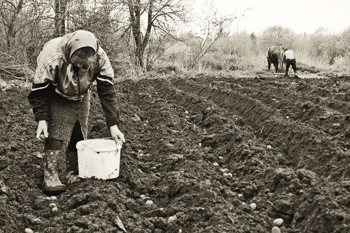 Из серии "Электорат".