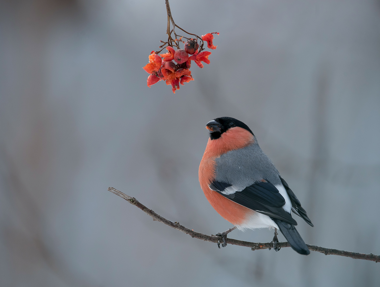 Понадкусывал