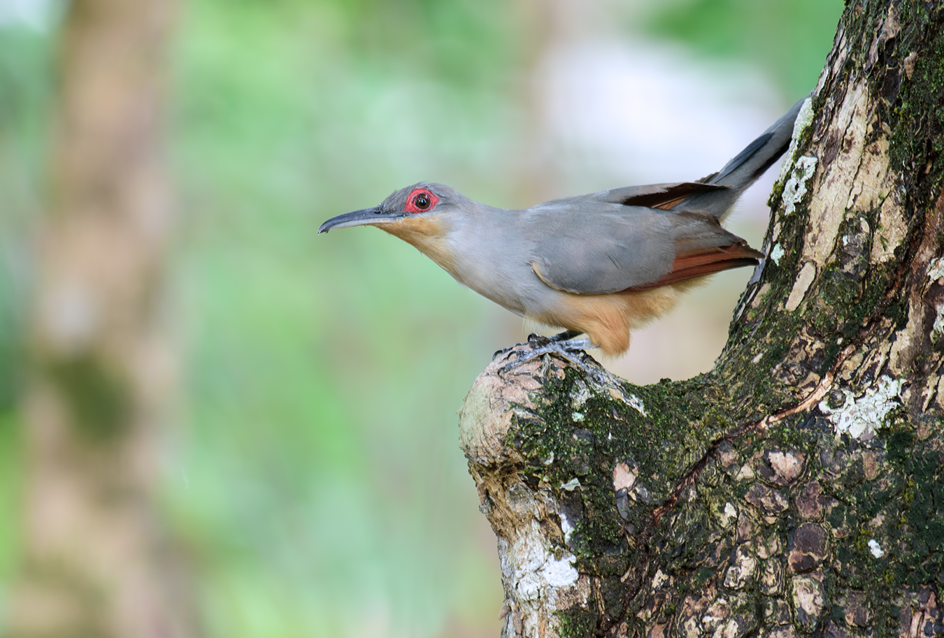 Hispaniolan Lizard-Cuckoo (Coccyzus longirostris)