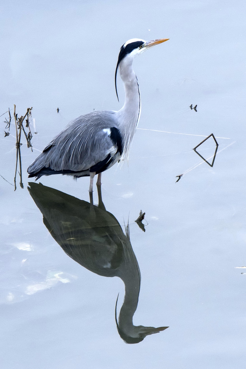 Раздвоение не личности