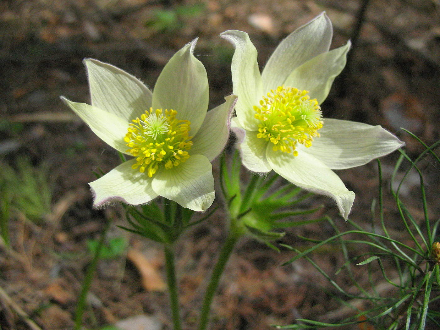 Раздвоение не личности