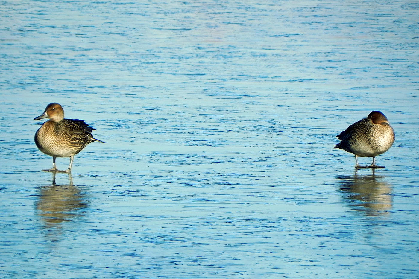 Раздвоение не личности
