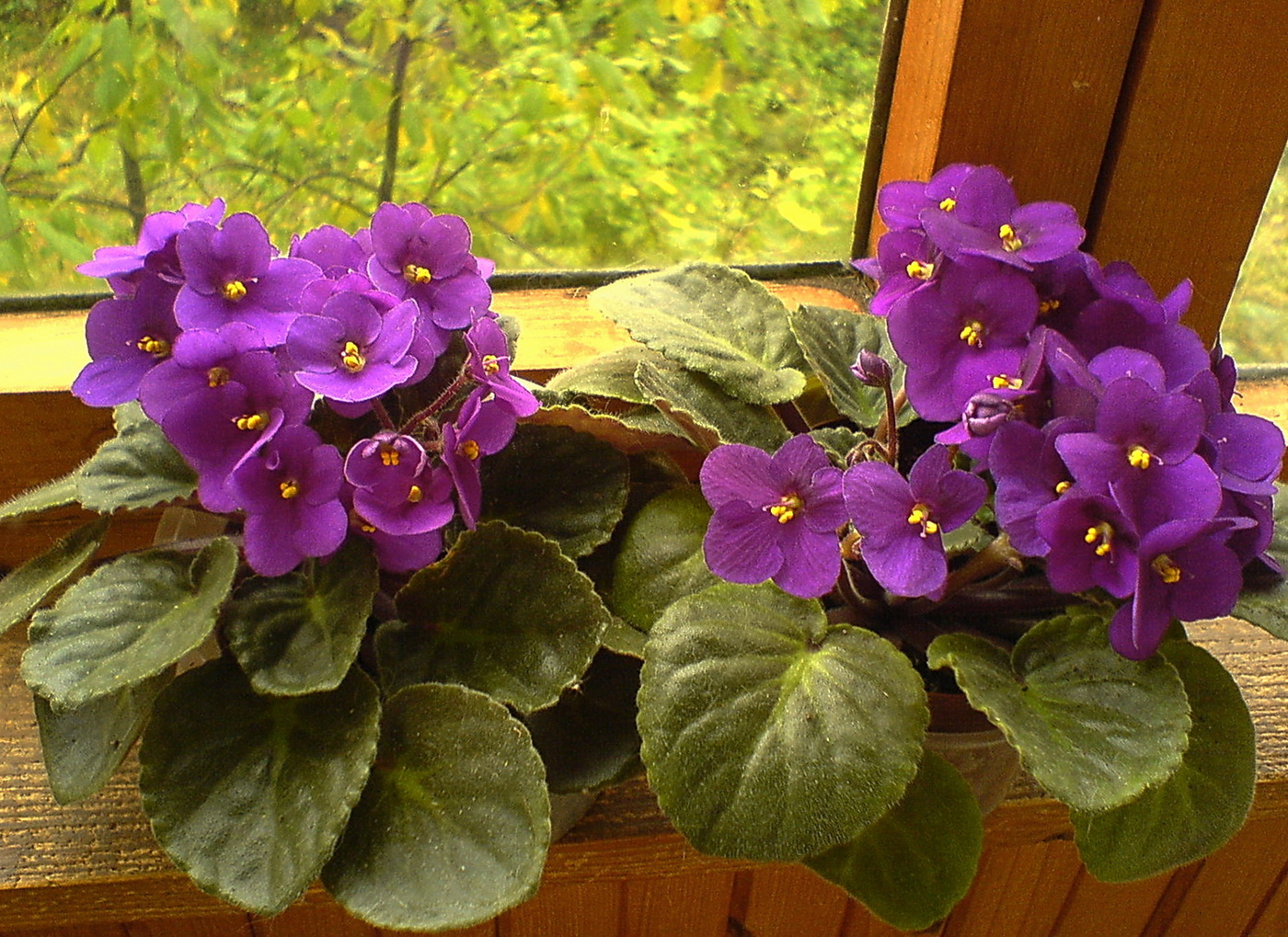 Раздвоение не личности