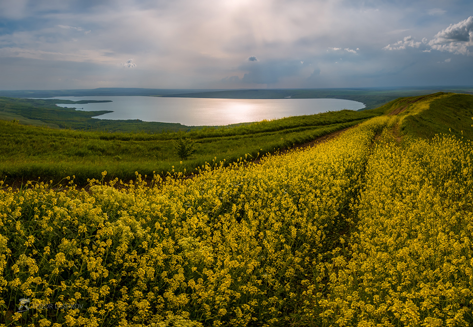 Цветущий рапс вдоль просёлочной дороги