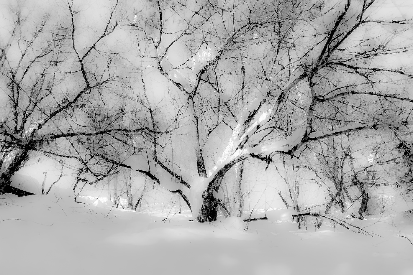 Зимняя фантазия