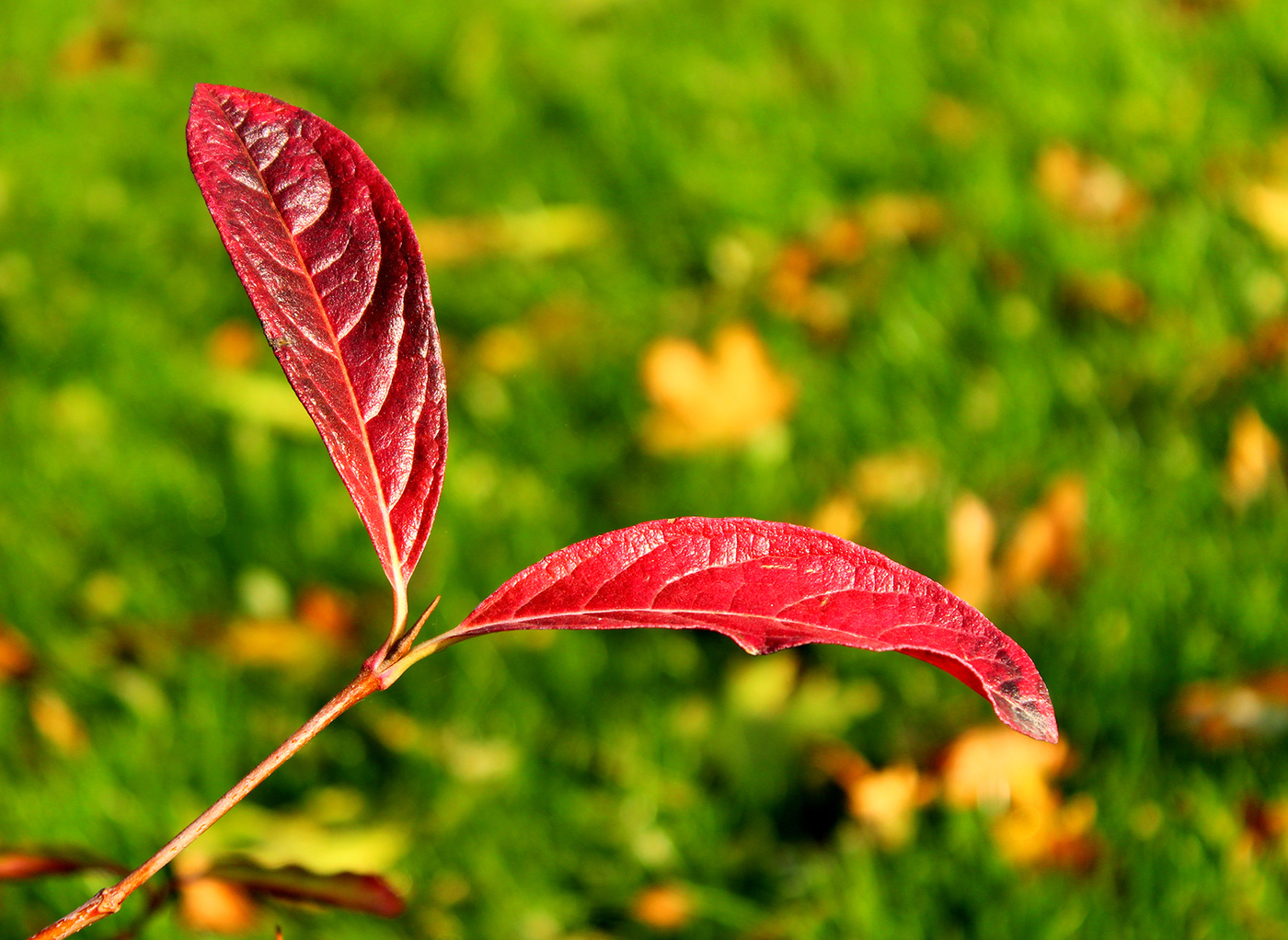 Раздвоение не личности