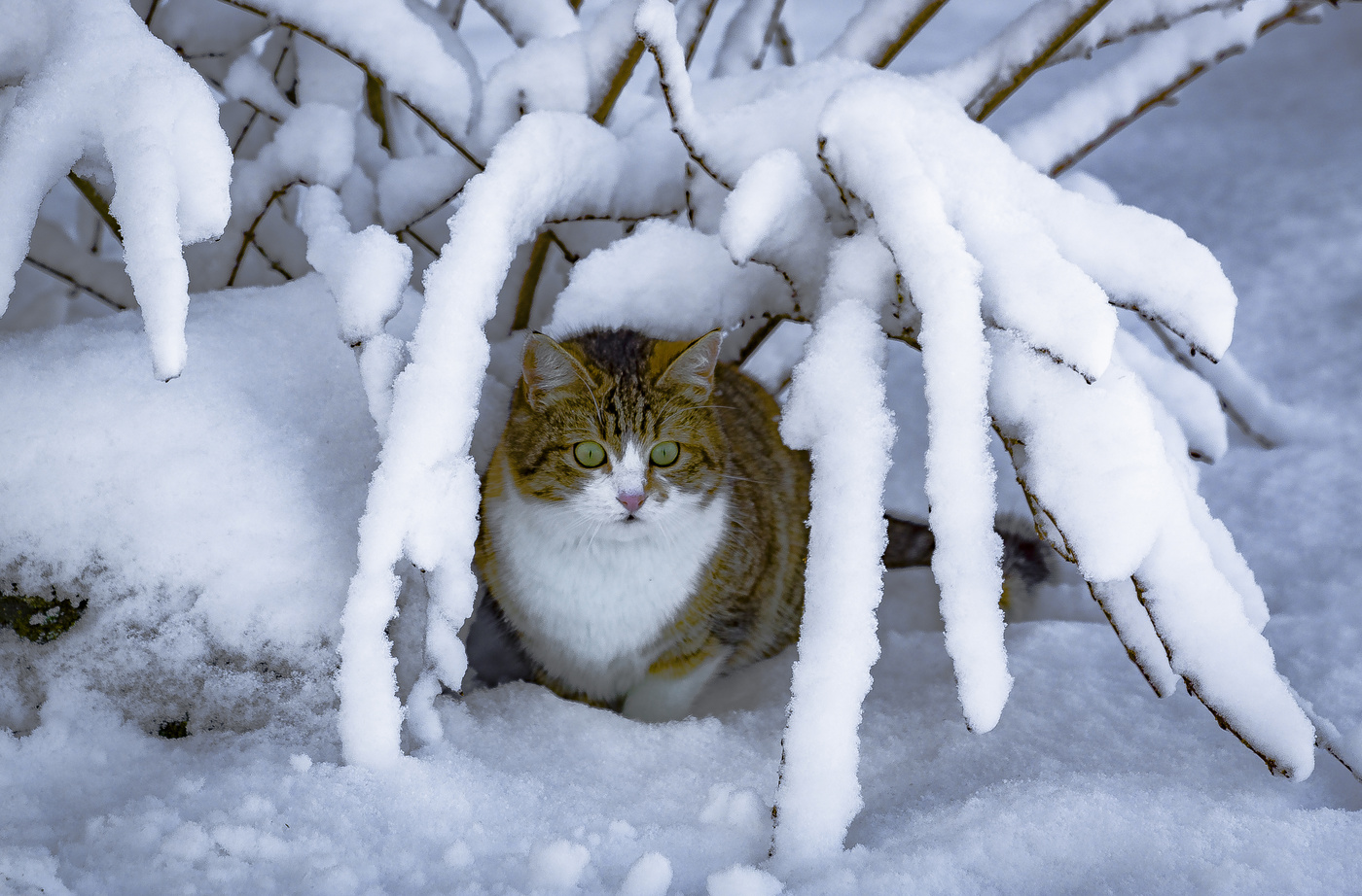 Нападение снежных пауков
