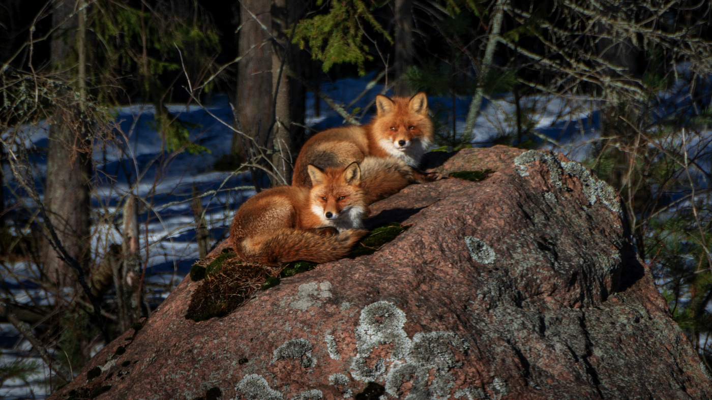 Раздвоение не личности