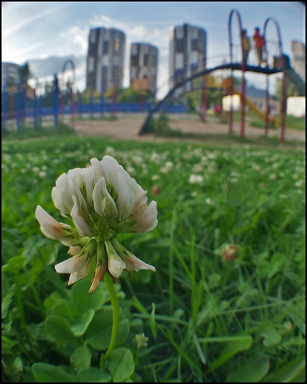 дети, цветы, жизни...