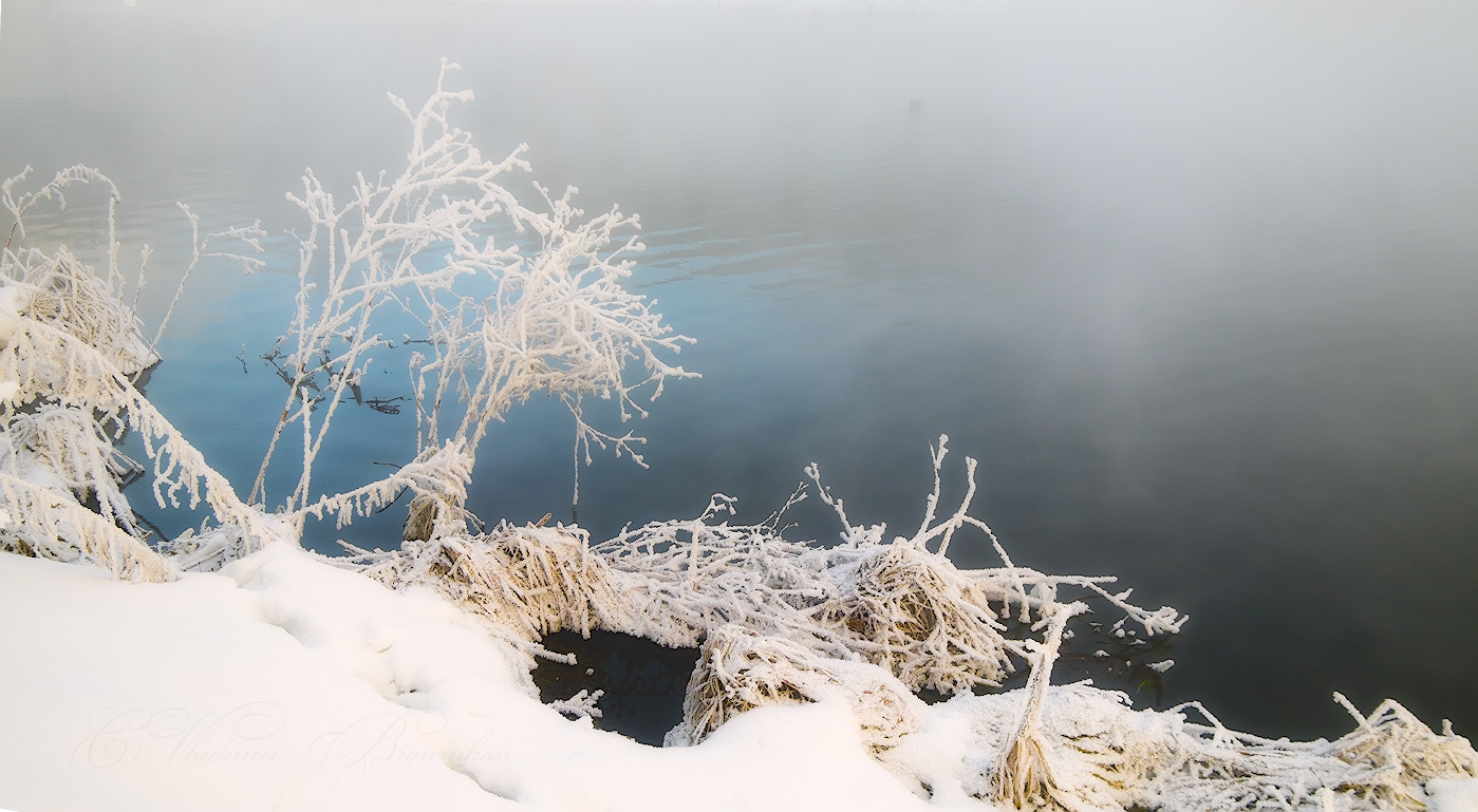 Зимняя мимоза