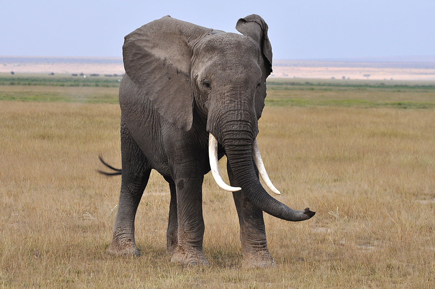 Просто слон