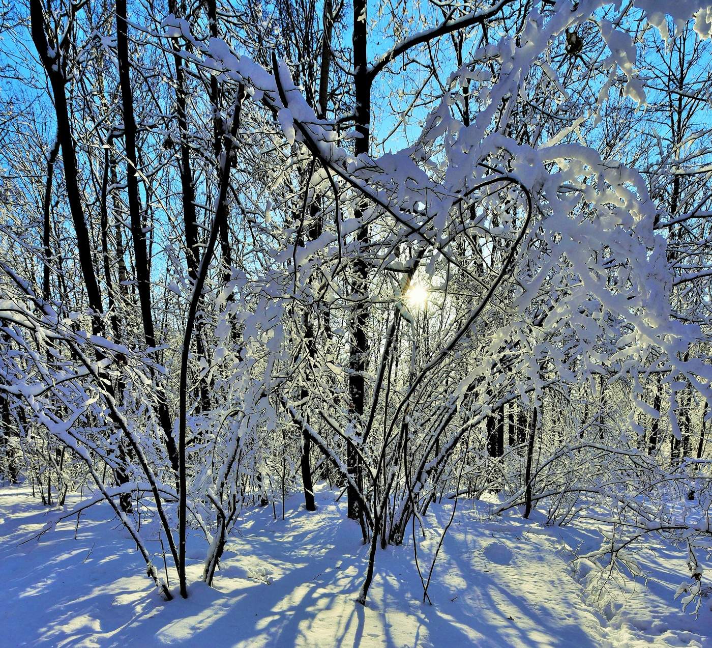 "И солнца павлиний глазок сквозь ветки..."