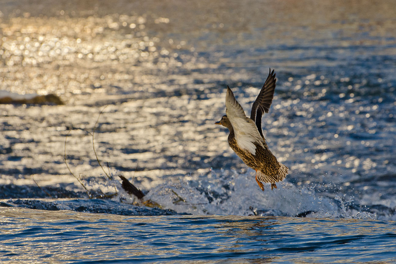 Зов рассвета