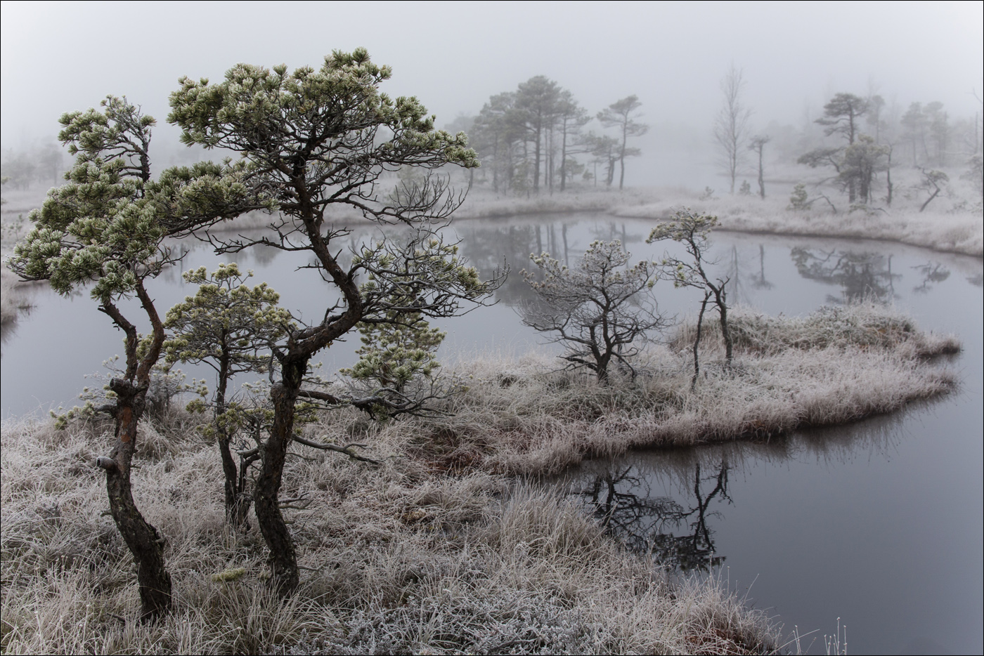 Двойной бансаи в серебре
