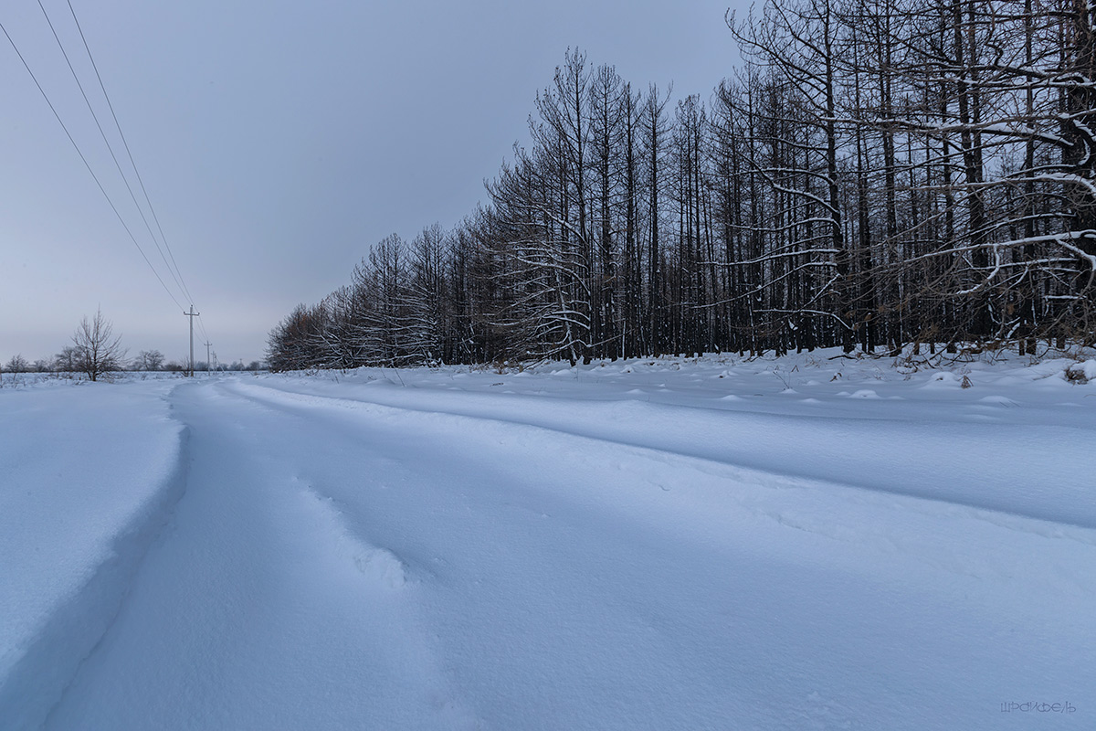 У сгоревшего бора