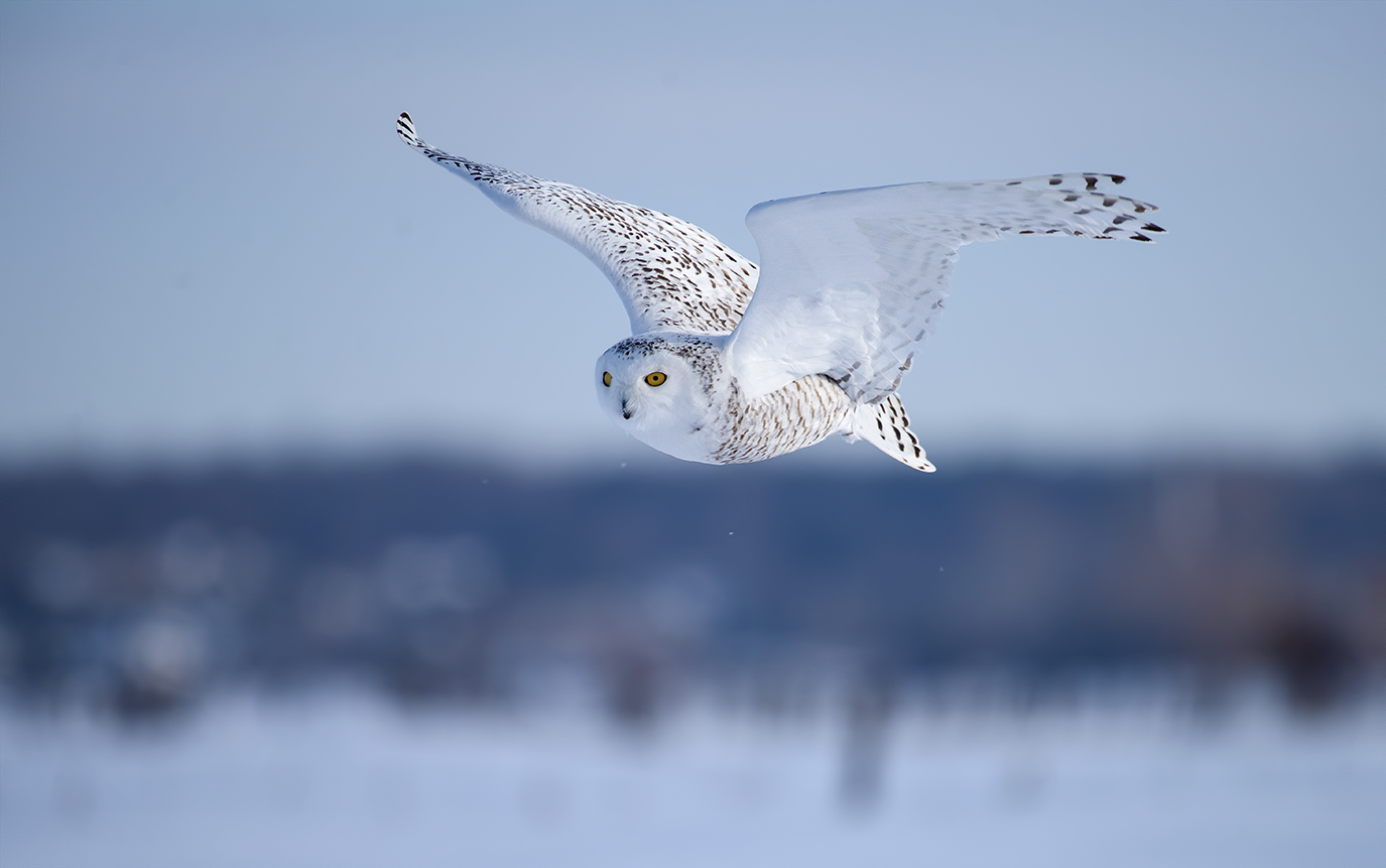 Snowy owl (Bubo scandiacus)-female
