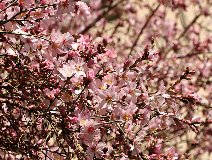 Цветение миндаля