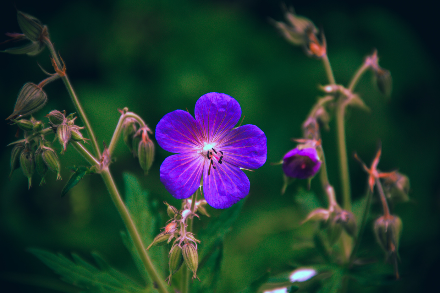 Герань луговая.