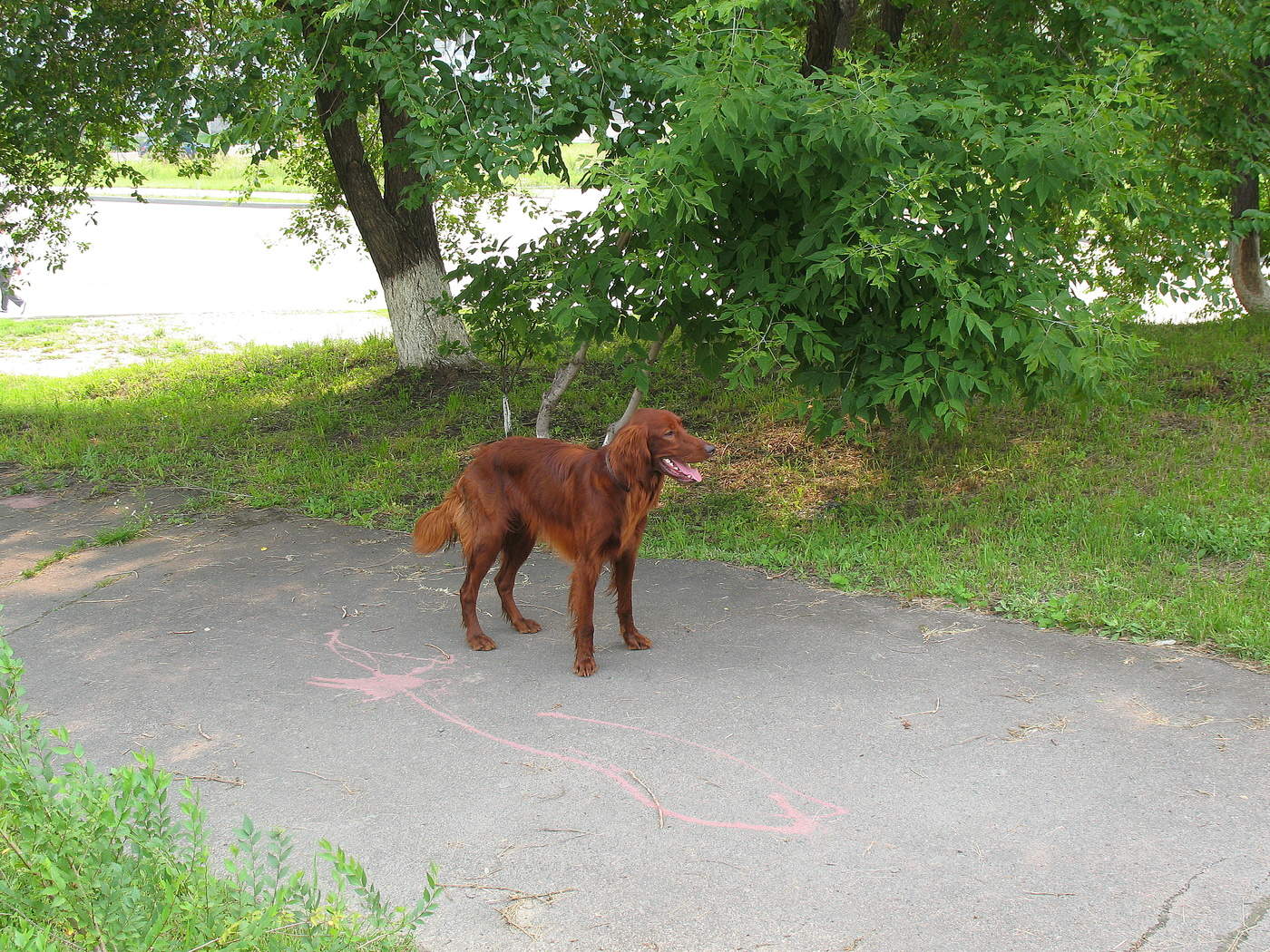 Сеттер вышел погулять