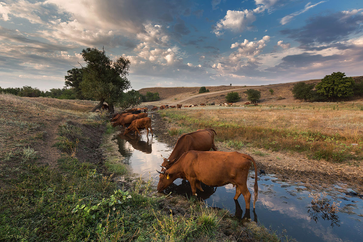 Вечерний водопой