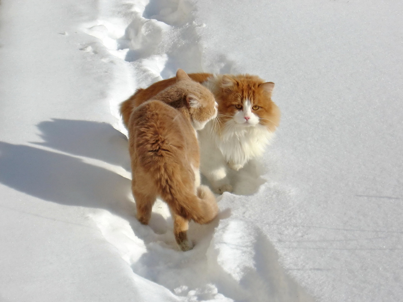 Солнечный не зайчик