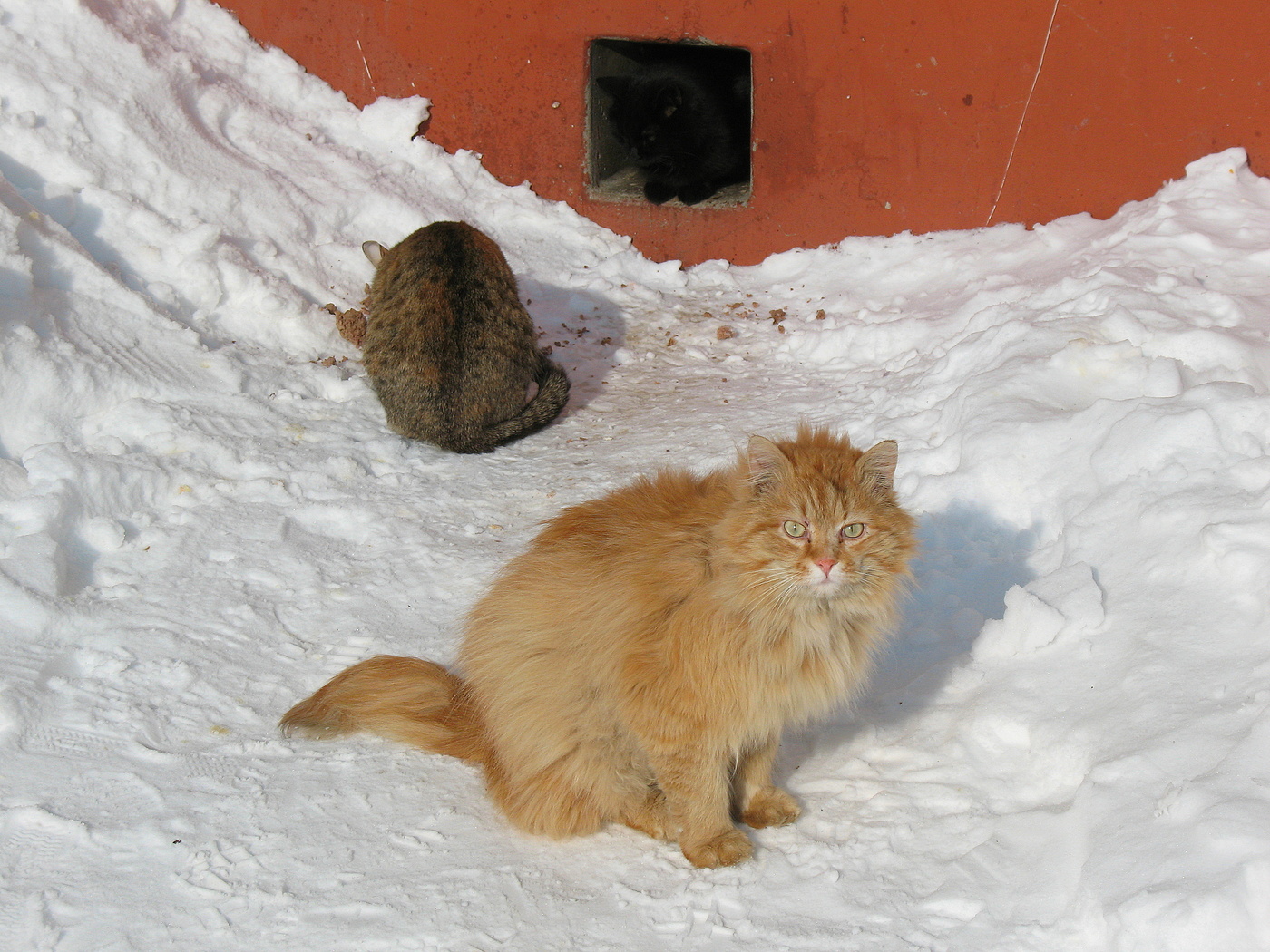 Солнечный не зайчик