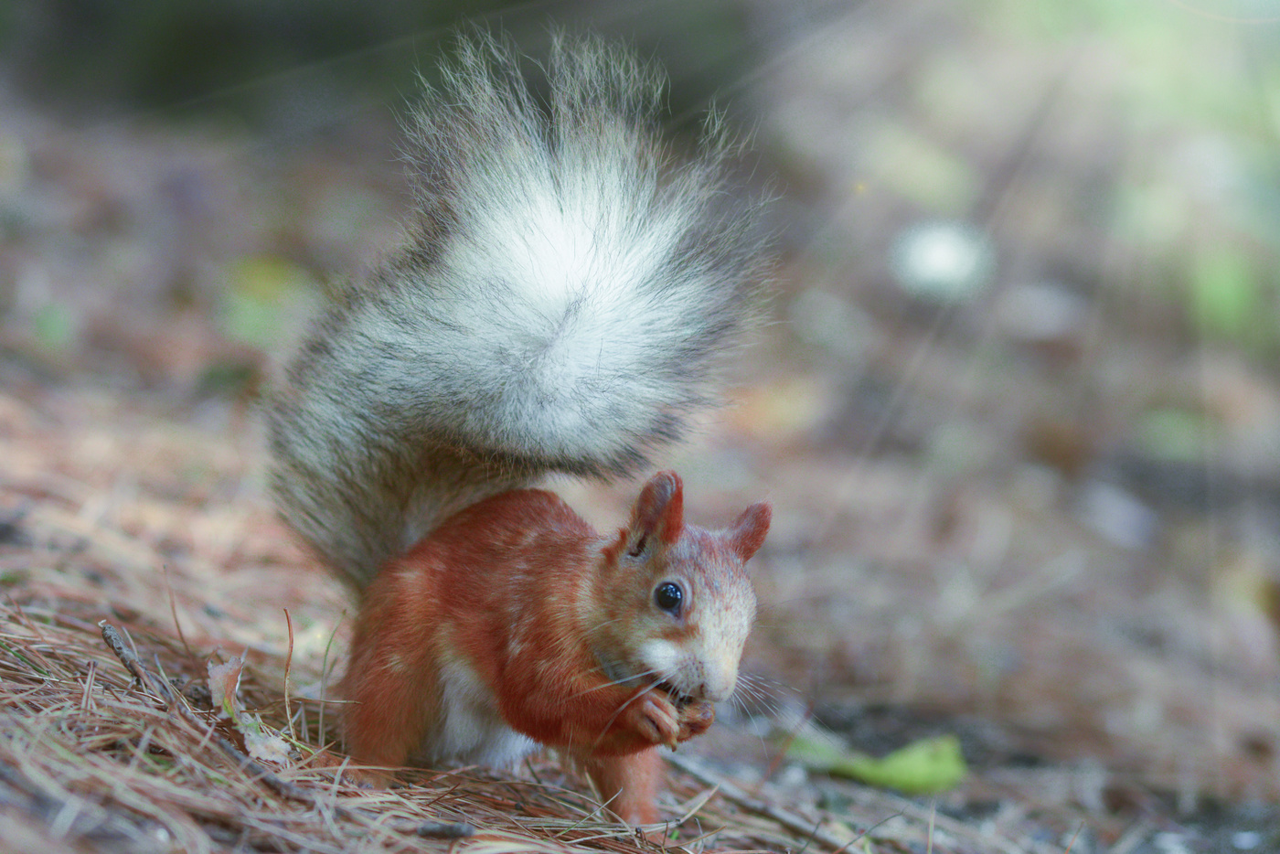 Солнечный не зайчик