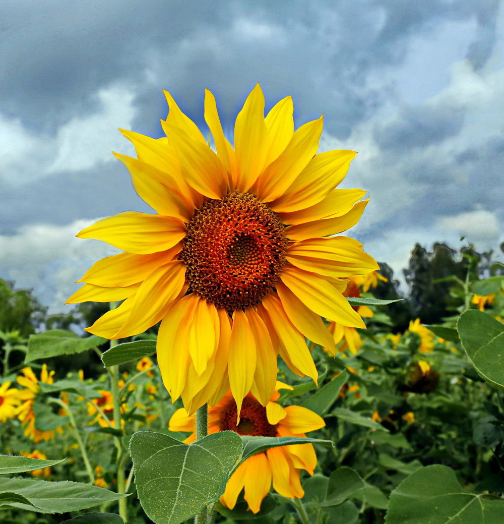 Солнечный не зайчик