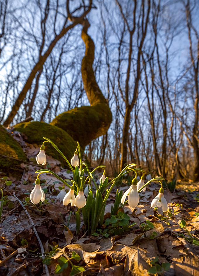 Встречаем первые дни весны вместе с подснежниками!