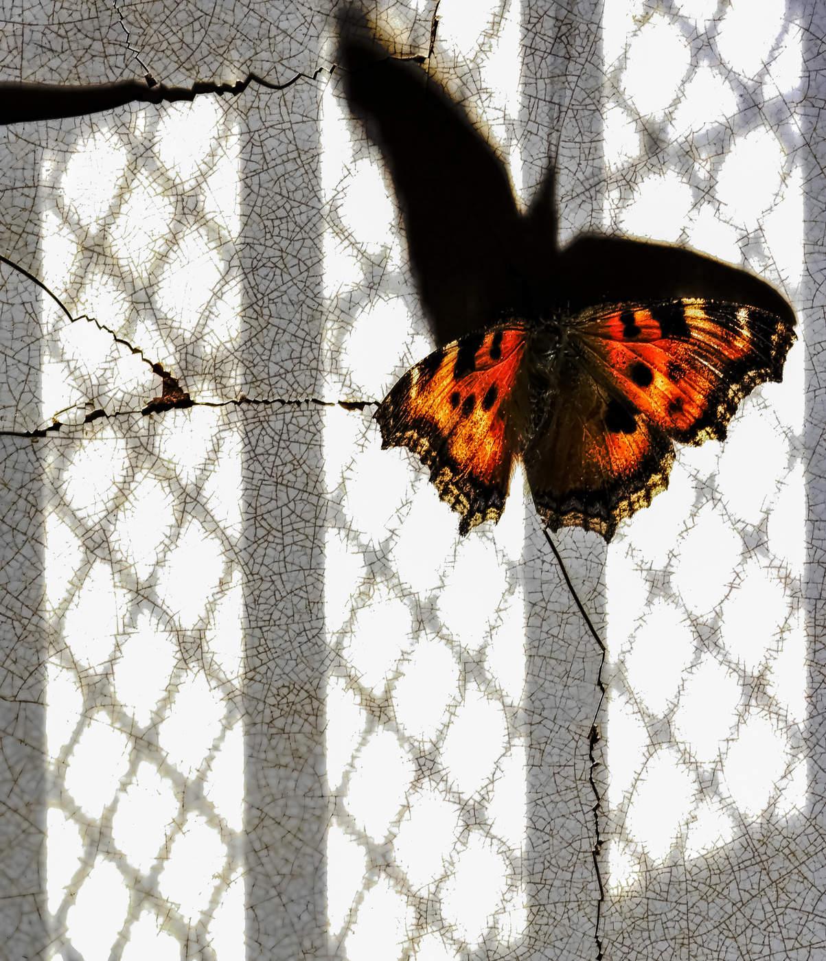 Солнечный не зайчик