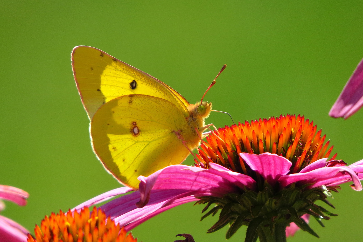 Солнечный не зайчик