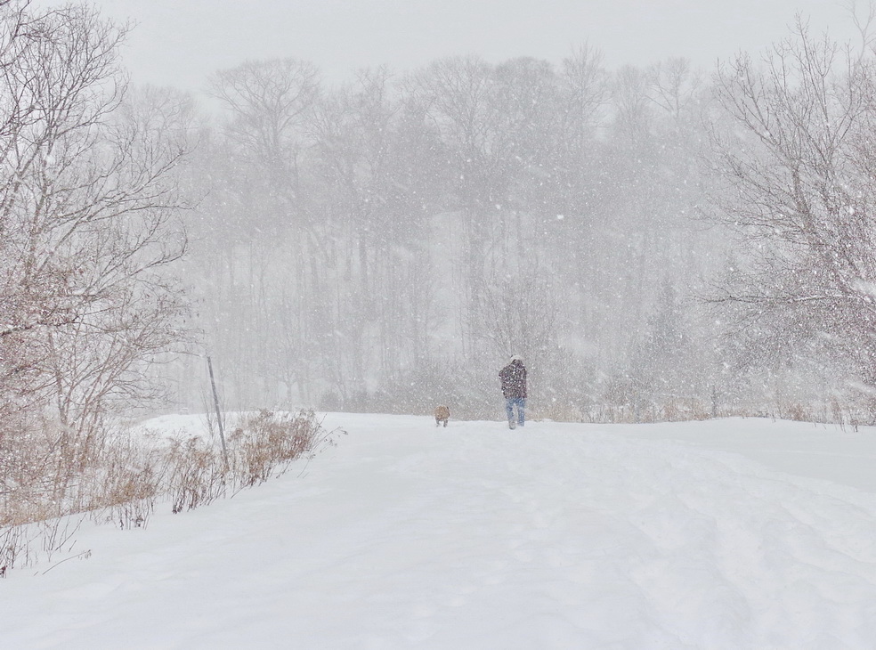 если у вас есть собака...