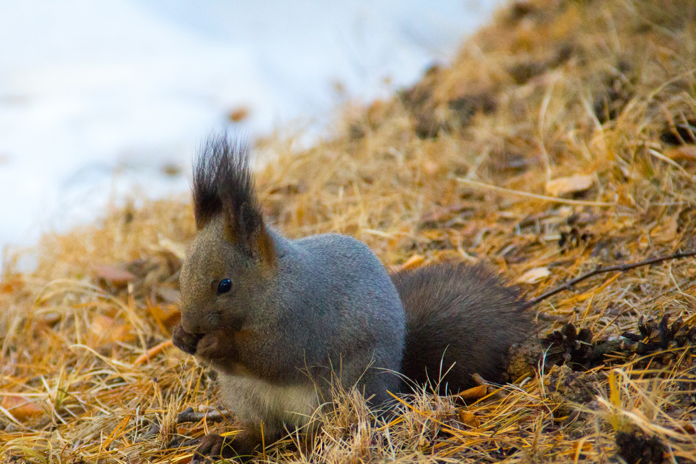 Белочка в парке.