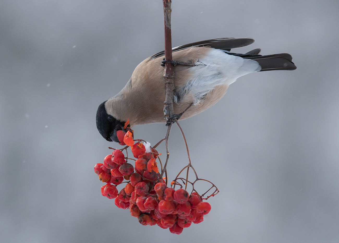 Хороший аппетит