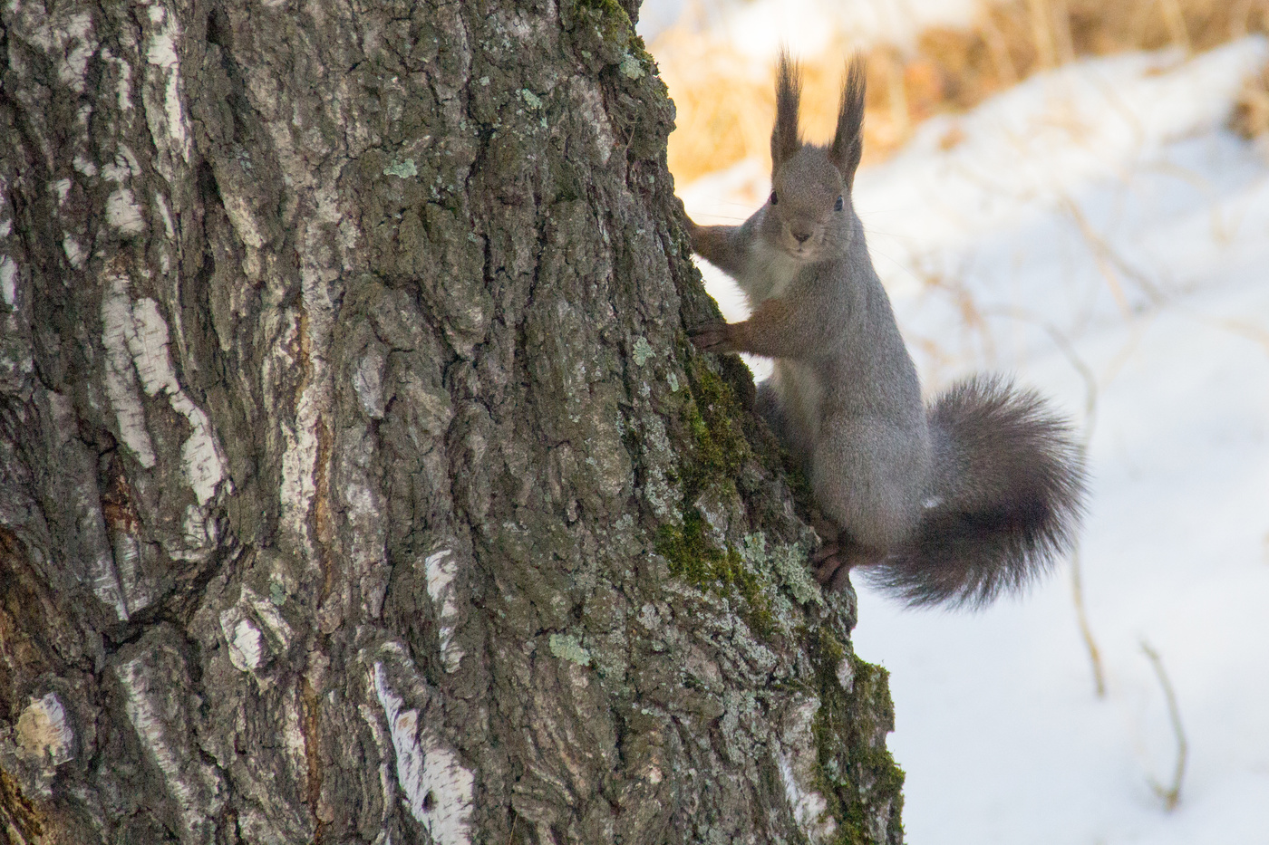 Чё смотришь? орешек хоть дай!