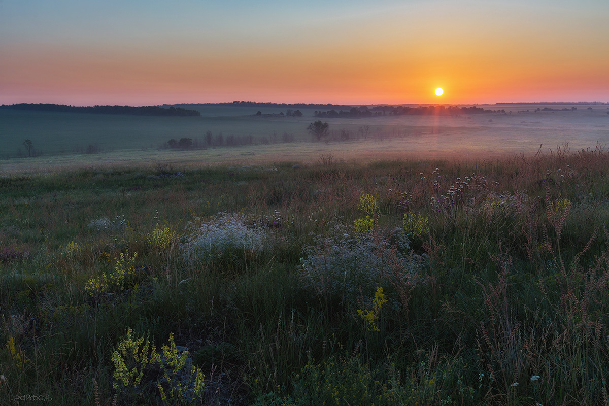 Пахучее утро июня