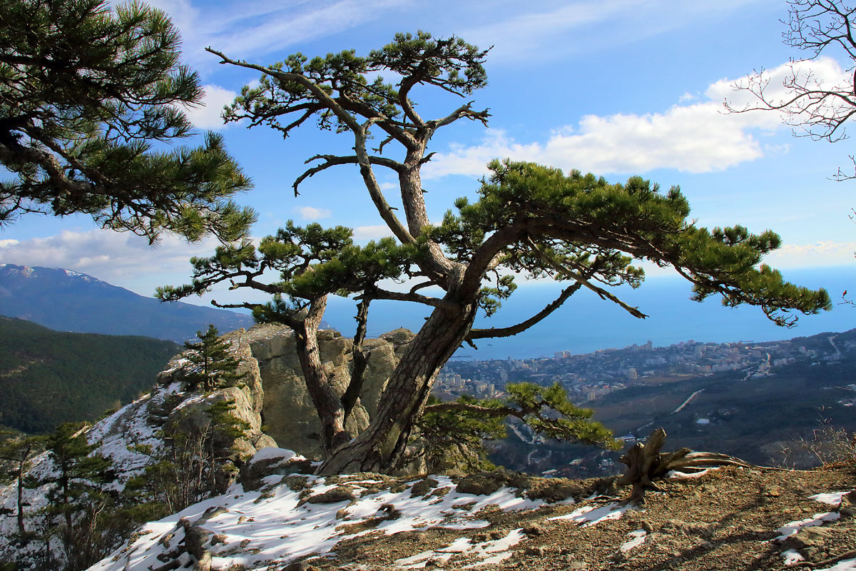 На склонах Ай-Петри