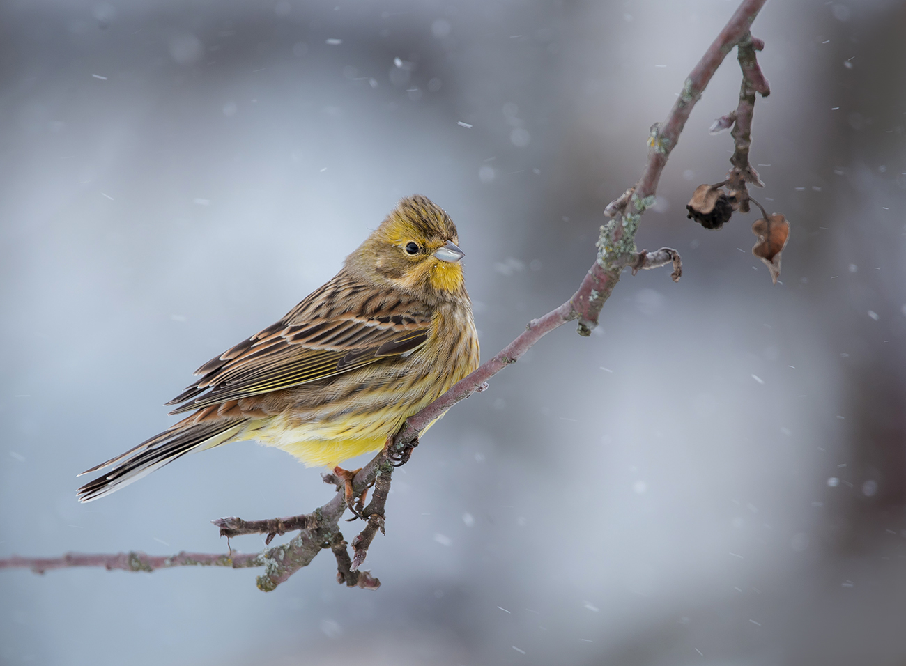 Снежный денёк