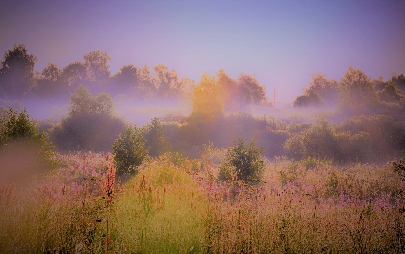 Сиреневый туман.