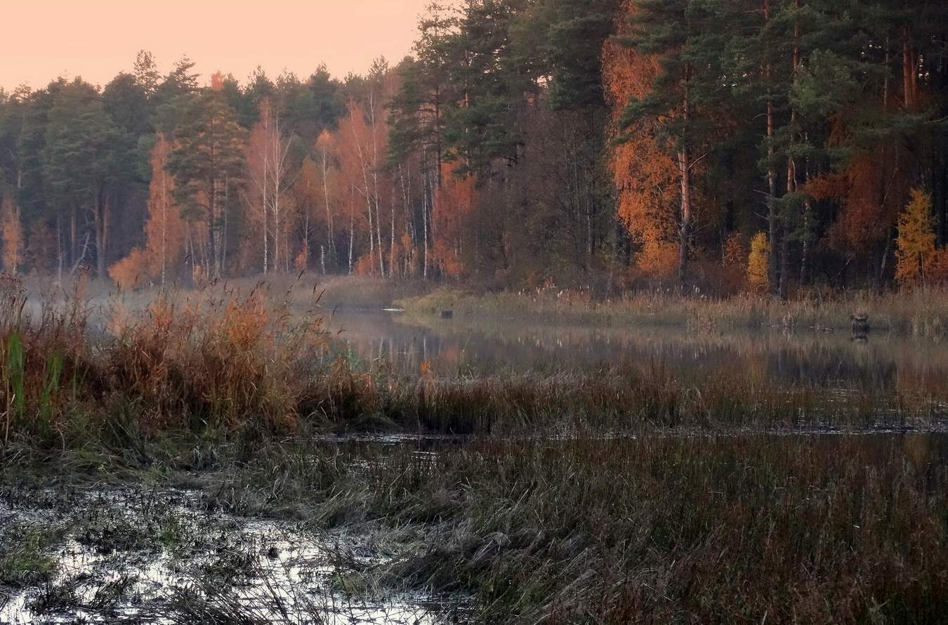 Осень - рыжая лиса