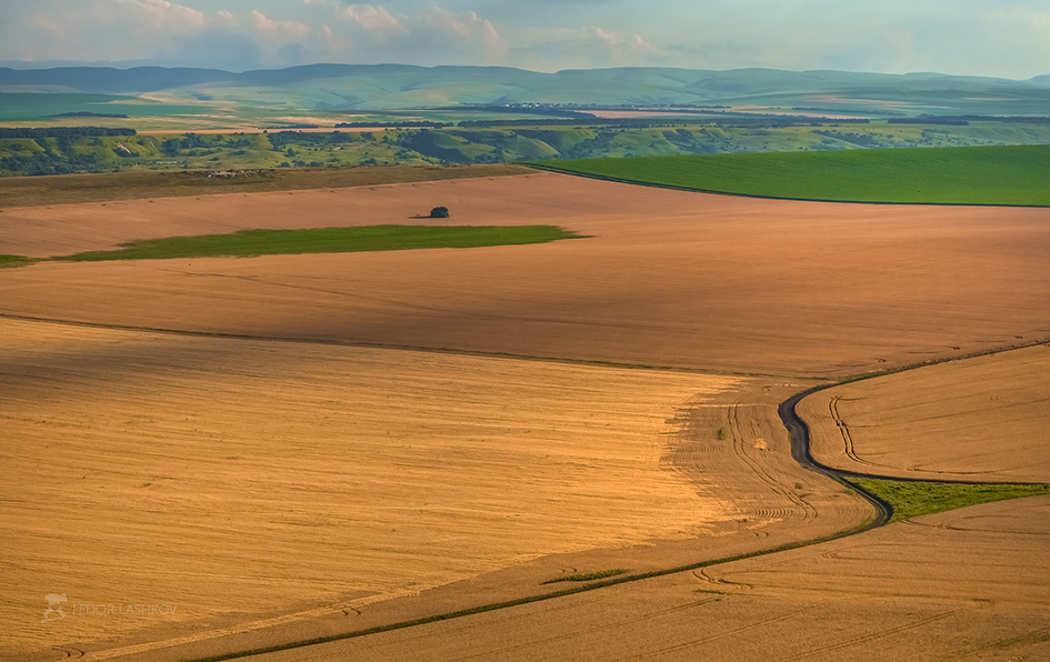 Бархат пшеничных полей