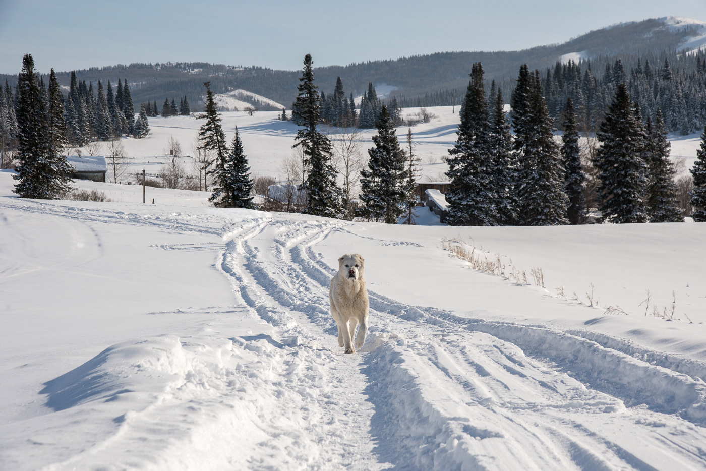 Свой? Чужой?